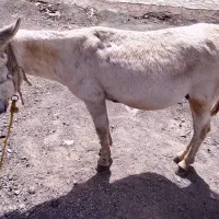 الاغ نر|حیوانات مزرعه|کامیاران, |دیوار
