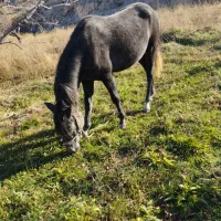 اسب2ساله|اسب و تجهیزات اسب‌سواری|اهر, |دیوار