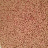 گندم بذری درجه یک دیم|خدمات باغبانی و درختکاری|کنگاور, |دیوار