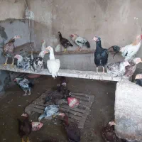 مرغ و خروس آماده تخم گذار