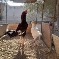 خروس و مرغ لاری