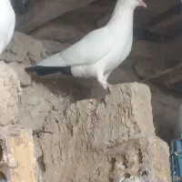 جوانه دم سیاه|پرنده|زهک, |دیوار