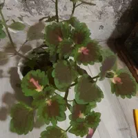 گل حسن یوسف|گل و گیاه طبیعی|اهواز, منبع اب|دیوار