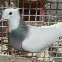 کبوتر طوقی و چپرا