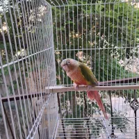 گرینچیک نر اماده