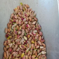 پسته یزد|خوردنی و آشامیدنی|قم, کلهری|دیوار
