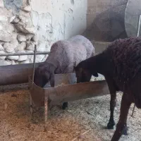 ۲عدد میش نژاد همو خونگیری شده