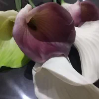 گل انتینیوم خارجی