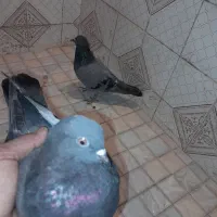 کبوتر سبز و سرور|پرنده|قائمشهر, |دیوار