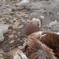 بوقلمون|حیوانات مزرعه|مشگین شهر, |دیوار