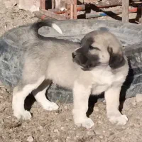 واگذاری سرابی