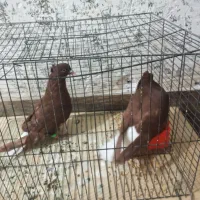 کبوتر سرخ دم سفید