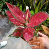 انواع آگلونما رنگی تخفیف به مناسبت روز مادر|گل و گیاه طبیعی|مشهد, کوی المهدی|دیوار