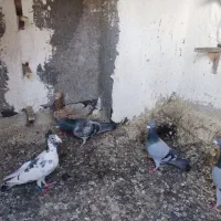 فروش کبوتر پلاکی