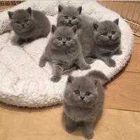 گربه ناز و ملوس