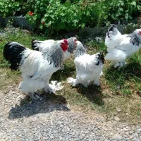 برهما (اورجینال)