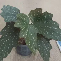 فروش انواع گل و کاکتوس و آپارتمانی و طبیعی