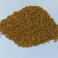 بذر یونجه ی رنجر آمریکایی