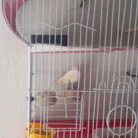 قناری  نر و ماده