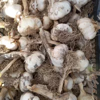 سیر سفید قیمت ۱۵۰
