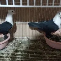 کبوتر کلاغ کربلایی کله سفید کاکلی