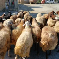 جوان ومالچه ۳۴راس میش یا گوسفند آبستن داشتی|حیوانات مزرعه|سنندج, |دیوار