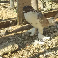 کبوتر بادکنکی درشت پاپر نر معاوضه با مرغ تخمگذار|پرنده|احمدآبادمستوفی, |دیوار