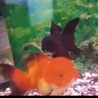 گلفیش با گرید عالی و رنگ درجه ۱