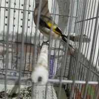 دوعدد سهره نر شلاقی دورگه