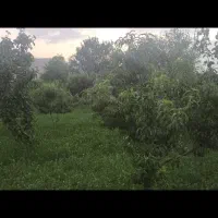 فروش باغ