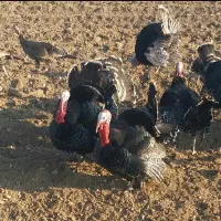 بوقلمون محلی  ارگانیک