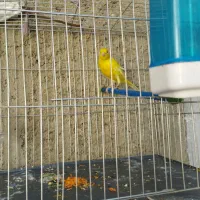 قناری نر شش دانگ|پرنده|جوانرود, |دیوار