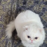 گمشده