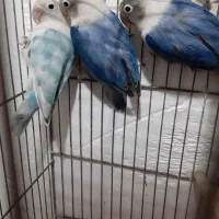 کوتوله.کوتوله ماده.کوتوله نر.کوتوله جفت