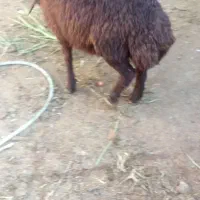 یک راس بره نر
