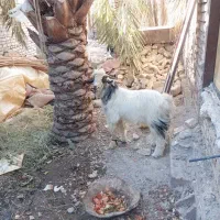 گوسفند، بز ، گتاچ، پاچن|حیوانات مزرعه|سیب و سوران, |دیوار