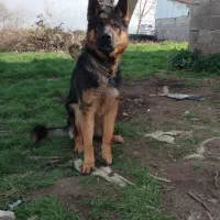 سگ ژرمن نر ۱۴ماهه