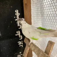 کبوتر پرشی