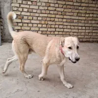 سگ گله|سگ|طارم (زنجان), |دیوار