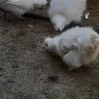 مرغ وخروس ابریشمی