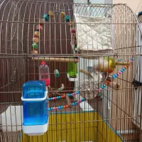 طوطی گرینچیک نرسخنگوباقفس