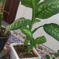 چهار عدد گل طبیعی|گل و گیاه طبیعی|جوانرود, |دیوار