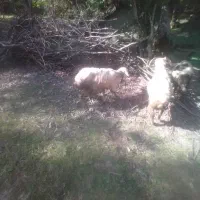 گوسفند ماده  جنس تالشی