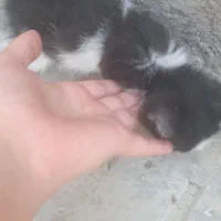 بچه گربه