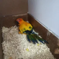 خورشیدی سان کانور خالص|پرنده|کاشمر, |دیوار