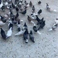 صد تا جوجه کفتر (کبوتر) به شرط