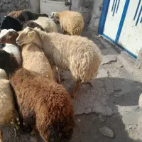 ۱۱ عددگوسفند جوان