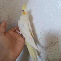 عروس هلندی فول دستی