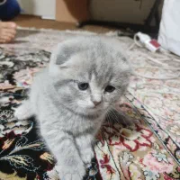 اسکاتیش