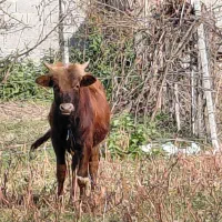 گاوگوساله نر چالوسی استاندارد